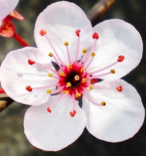 75f26ab4-3ca3-4ae6-94fc-eb1eab5b0d19_4_5005_c VOLANDO A TRAVÉS DEL ESPEJO